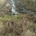 爬山虎五叶地锦带泥浆杯苗量大30公分-50公分