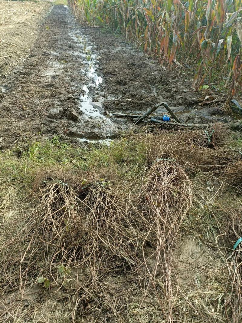 爬山虎五叶地锦带泥浆杯苗量大30公分-50公分