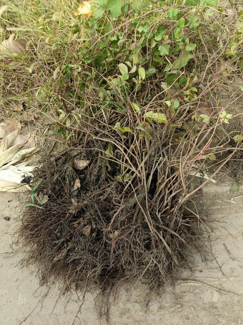 爬山虎五叶地锦带泥浆杯苗量大30公分-50公分