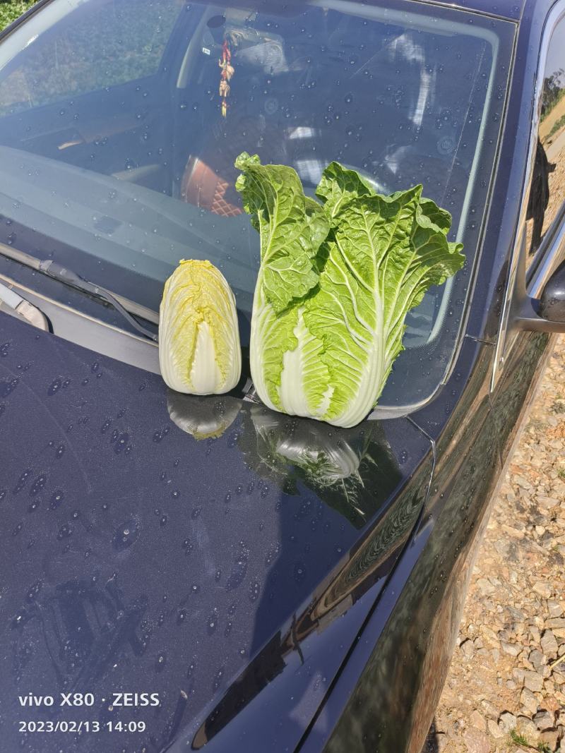 云南红河娃娃菜产地直销，现摘现发，货源充足，大量供货