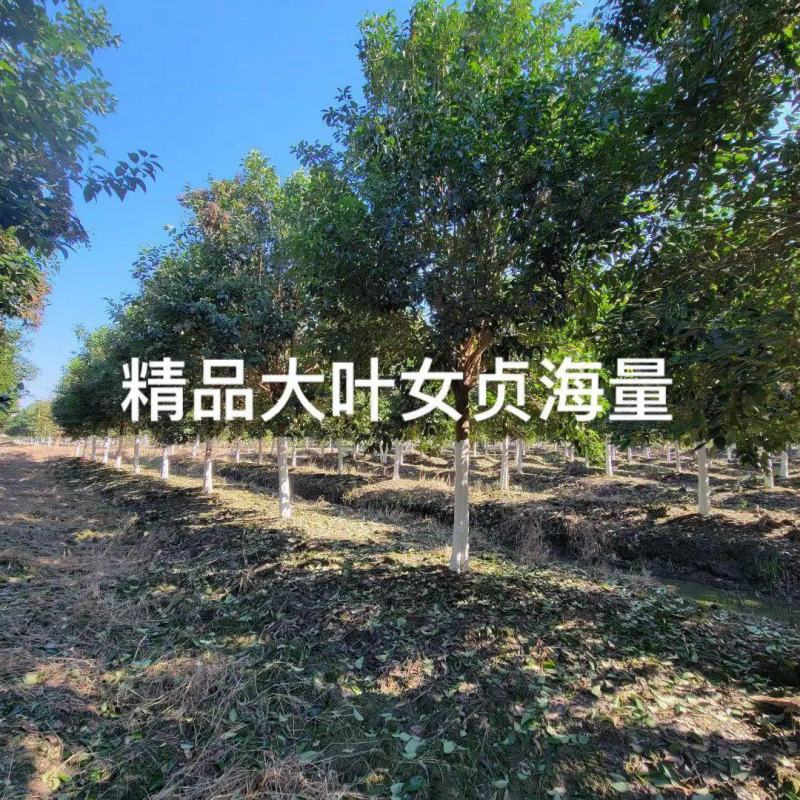女贞大叶女贞精品女贞2-15公分现货低价