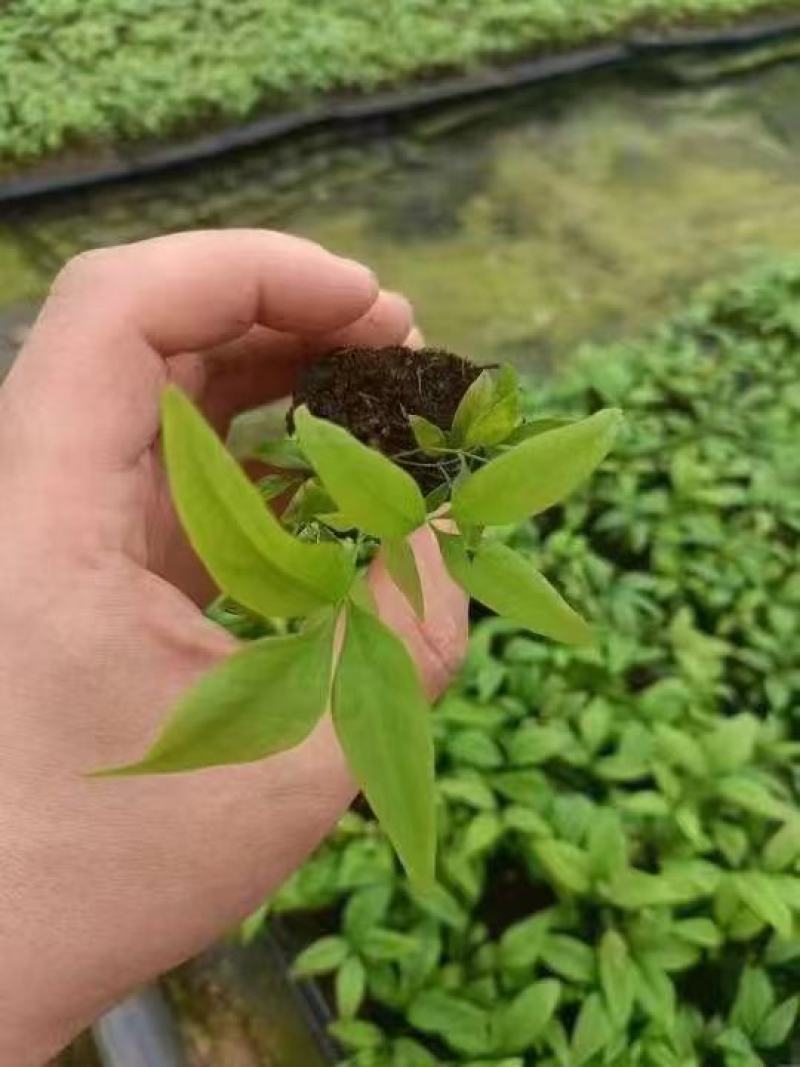 火焰蓝天竹
