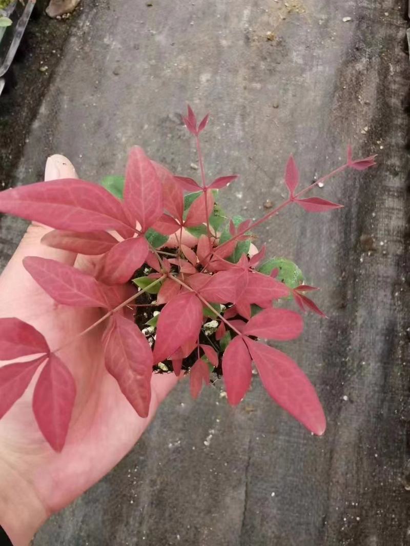 火焰蓝天竹