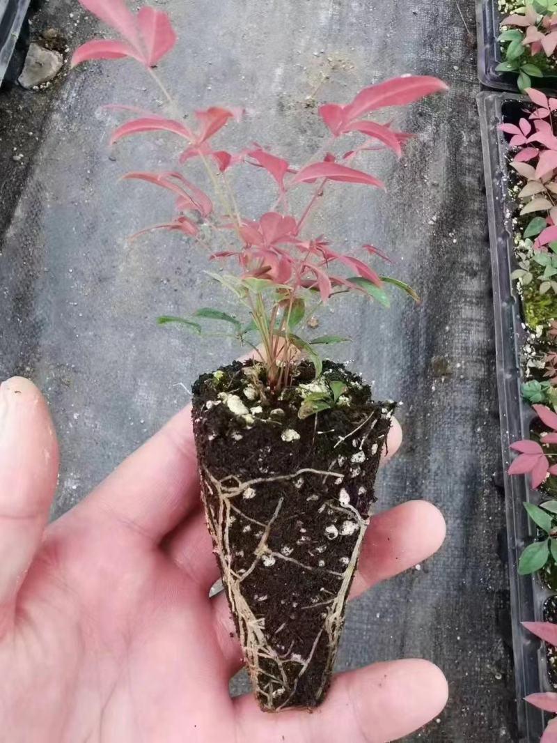 火焰蓝天竹
