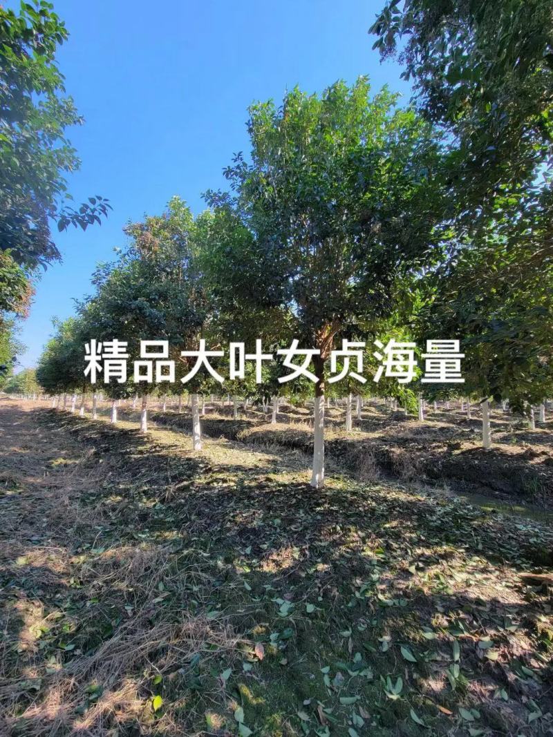 女贞大叶女贞精品女贞2-15公分现货低价
