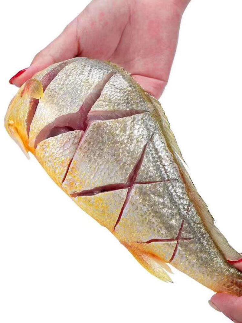 大黄鱼黄花鱼约500g/条基地发货可一件代发
