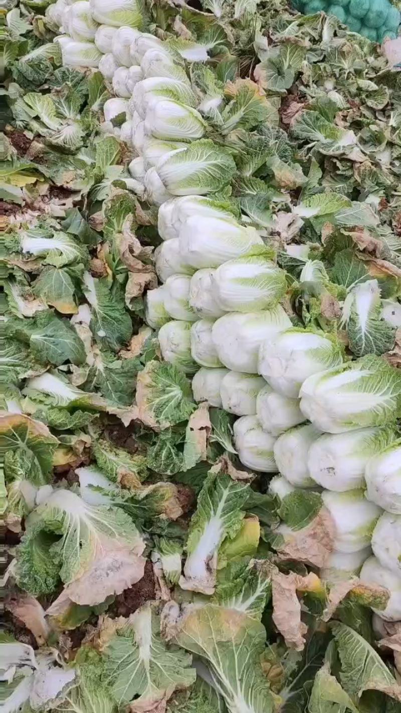 云南红河娃娃菜产地直销，现摘现发，货源充足，大量供货