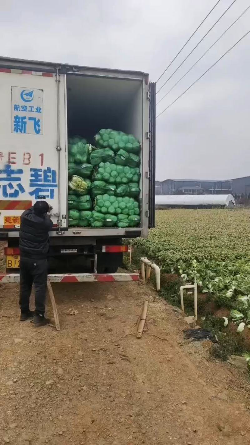 云南红河娃娃菜产地直销，现摘现发，货源充足，大量供货
