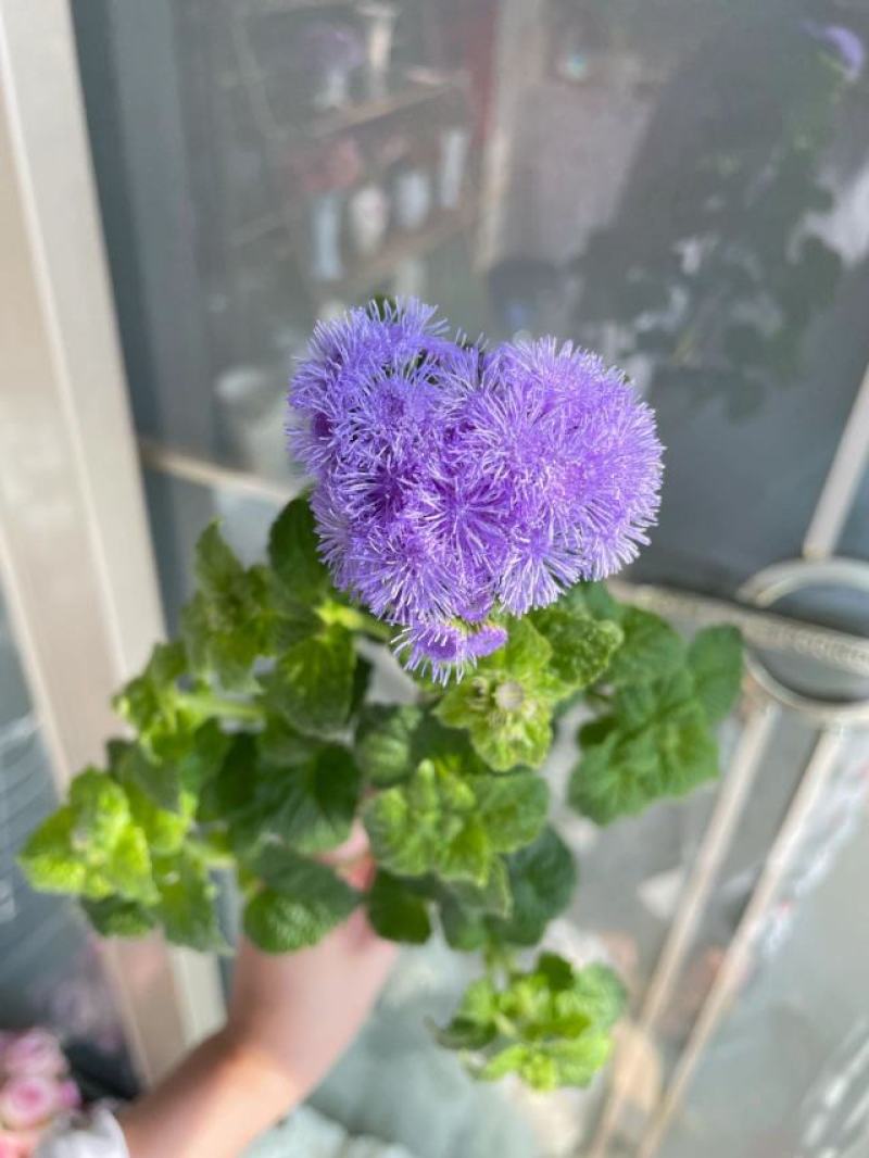 藿香蓟