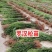 罗汉松苗规格齐全大量现货杯苗小苗地栽苗