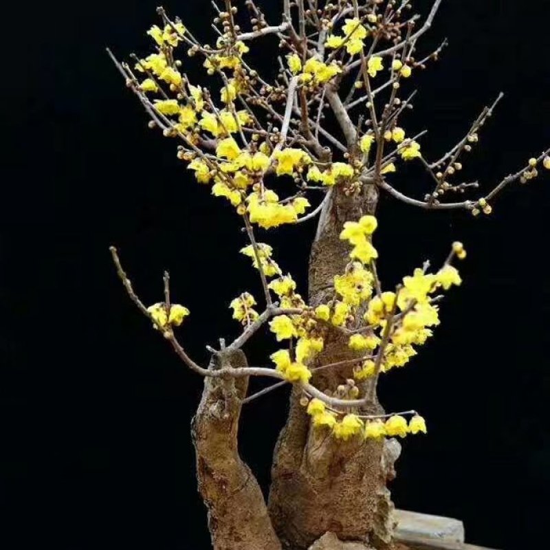 湖北精品腊梅，黄花，可嫁接，山货基地直发欢迎联系