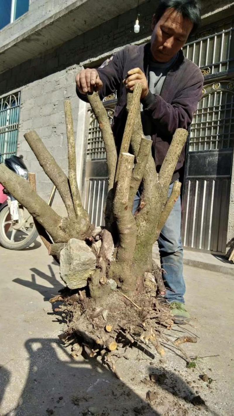 湖北精品腊梅，黄花，可嫁接，山货基地直发欢迎联系
