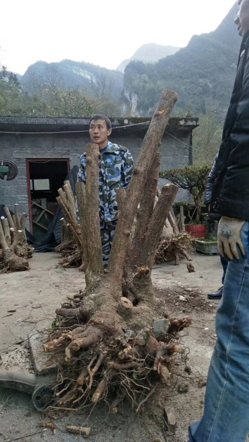 湖北精品腊梅，黄花，可嫁接，山货基地直发欢迎联系