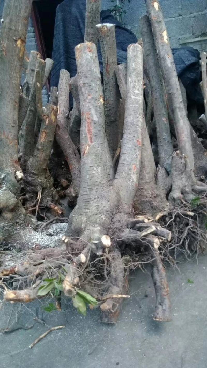 湖北精品腊梅，黄花，可嫁接，山货基地直发欢迎联系