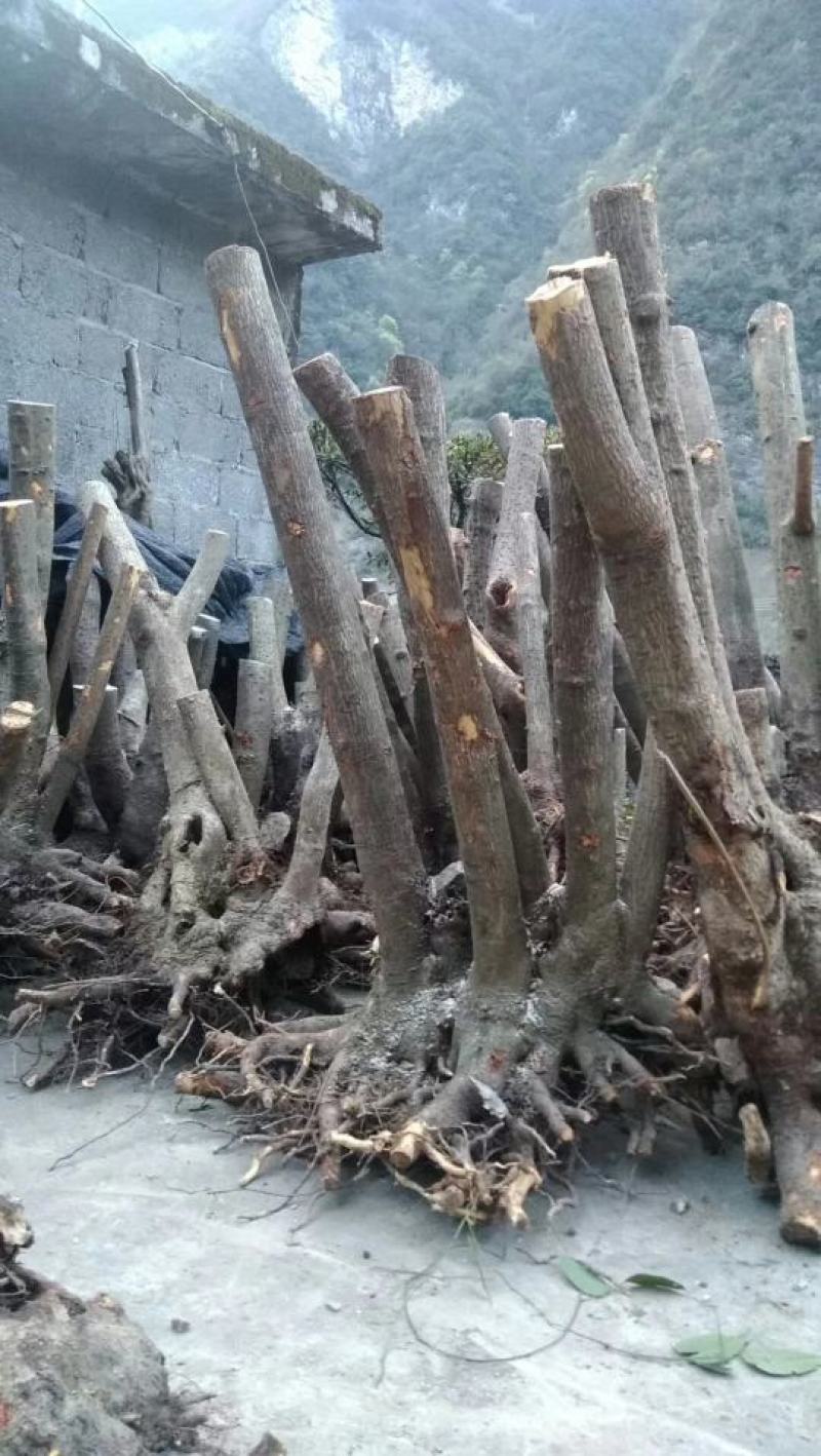 湖北精品腊梅，黄花，可嫁接，山货基地直发欢迎联系