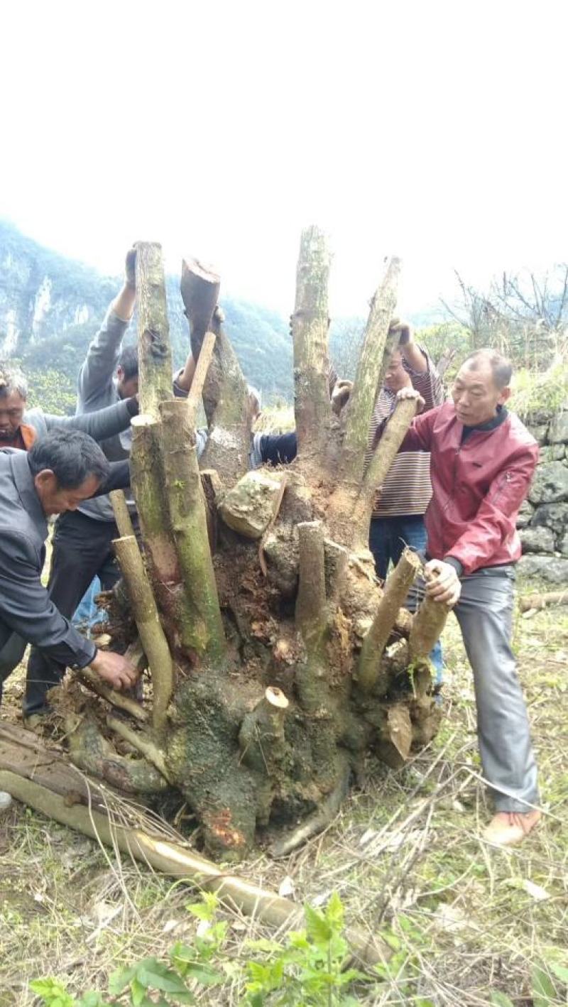 湖北精品腊梅，黄花，可嫁接，山货基地直发欢迎联系