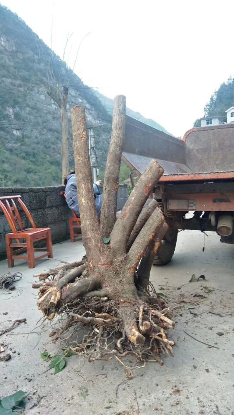 湖北精品腊梅，黄花，可嫁接，山货基地直发欢迎联系