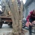 湖北精品腊梅，黄花，可嫁接，山货基地直发欢迎联系