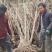 湖北精品腊梅，黄花，可嫁接，山货基地直发欢迎联系