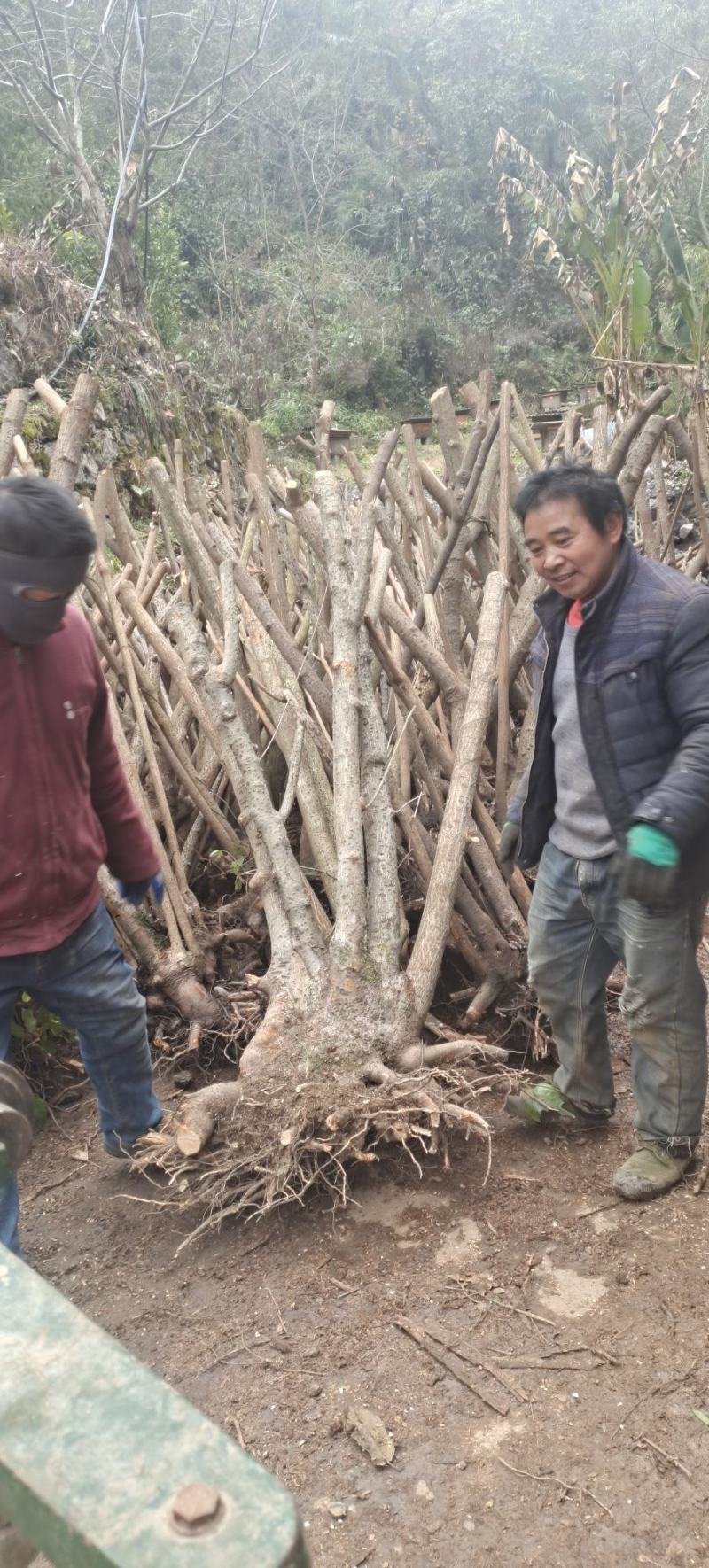 湖北精品腊梅，黄花，可嫁接，山货基地直发欢迎联系