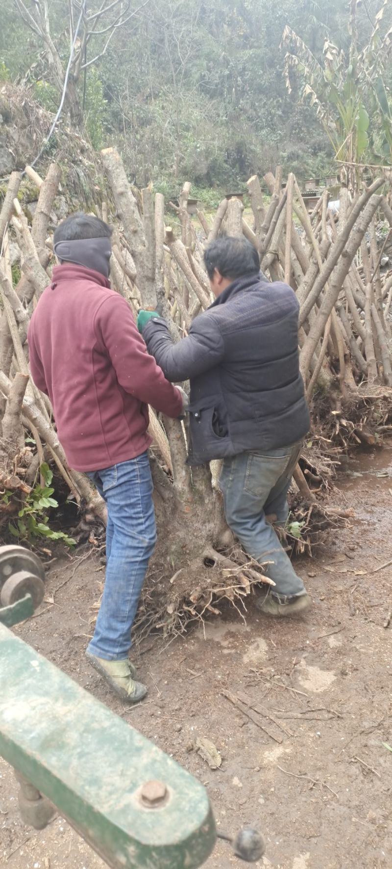 湖北精品腊梅，黄花，可嫁接，山货基地直发欢迎联系