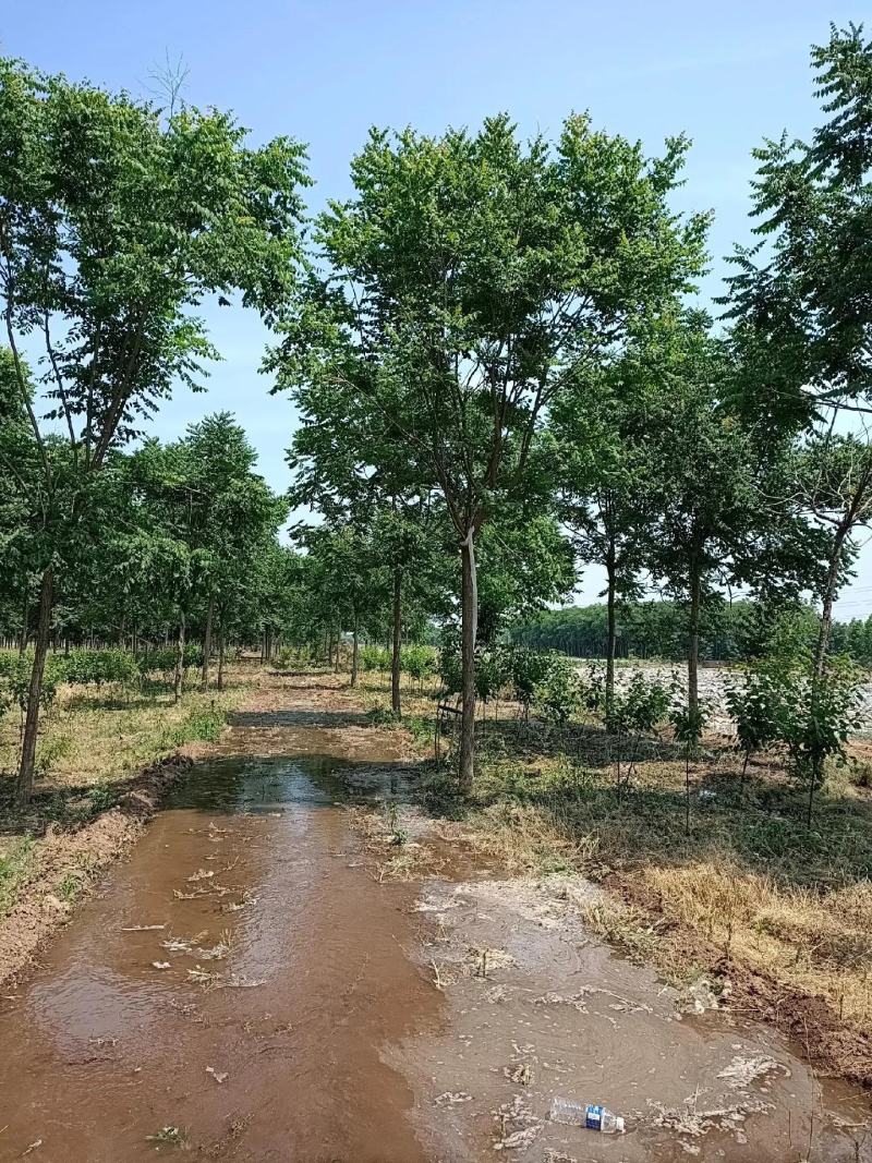 栾树3公分5公分8公分10公分规格齐全