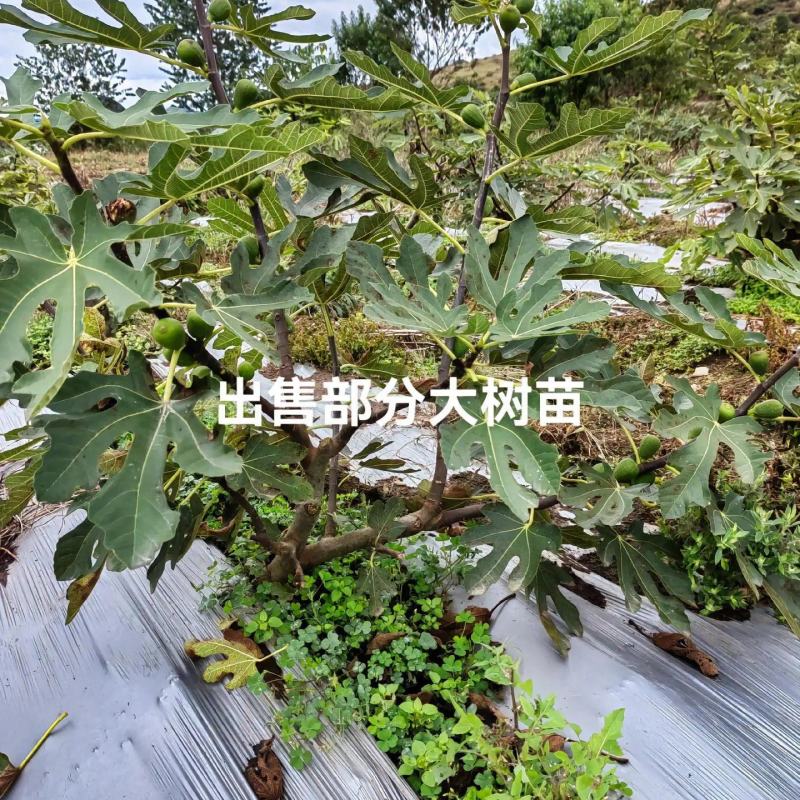 无花果树苗波姬红布兰瑞克金傲芬无花果苗品种纯正