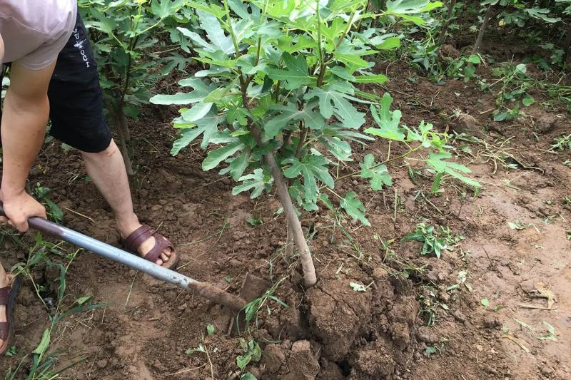 无花果树苗波姬红布兰瑞克金傲芬无花果苗品种纯正