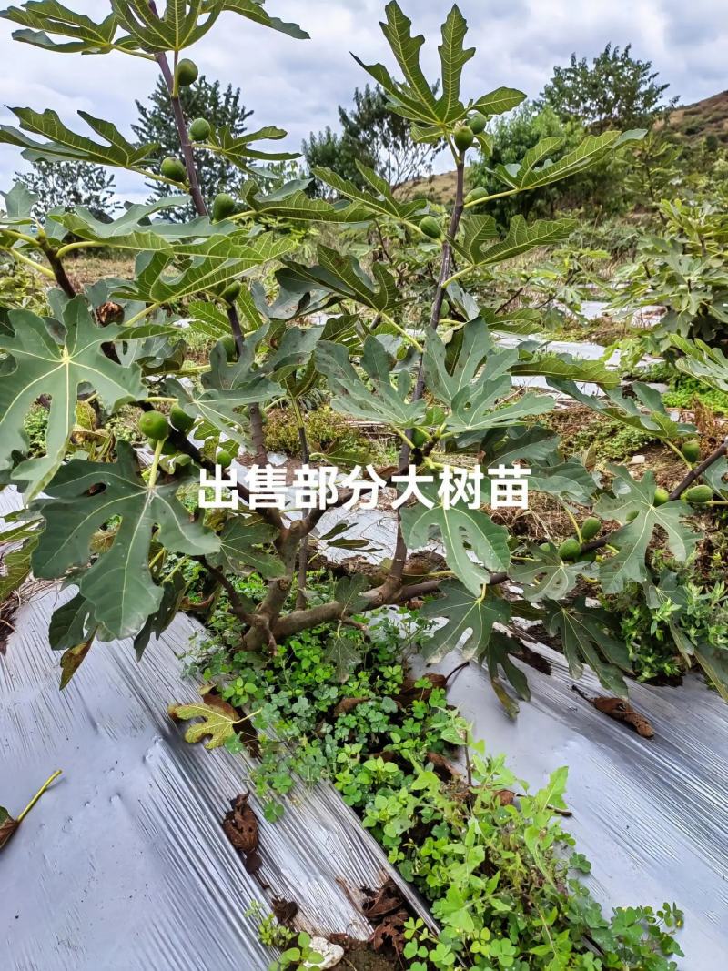 无花果树苗波姬红布兰瑞克金傲芬无花果苗品种纯正