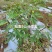 无花果树苗波姬红布兰瑞克金傲芬无花果苗品种纯正