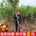 太秋柿子树苗脆甜软柿日本品种柿子苗产地直发