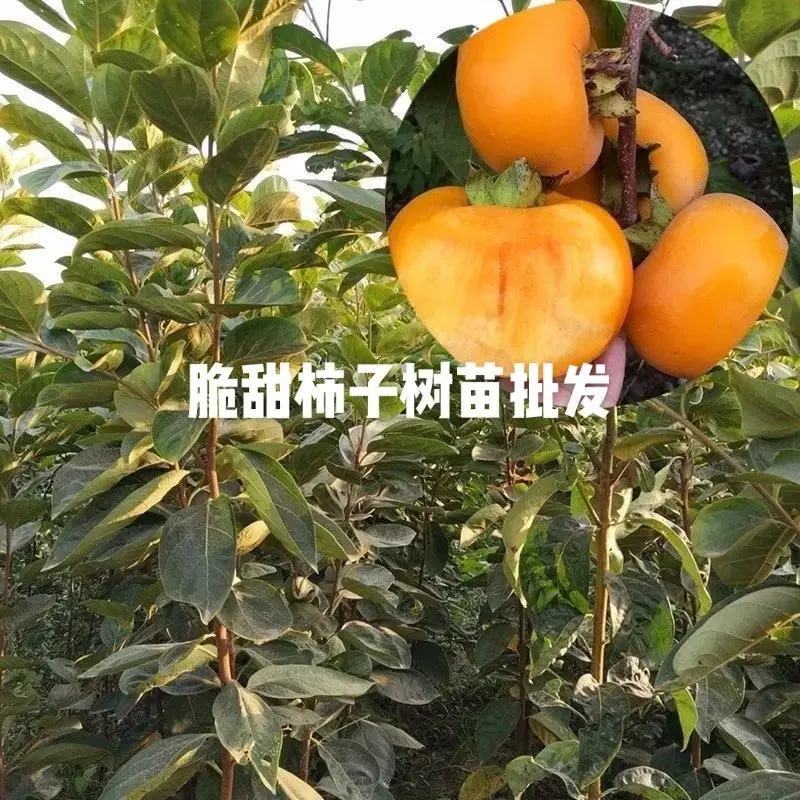 太秋柿子树苗脆甜软柿日本品种柿子苗产地直发