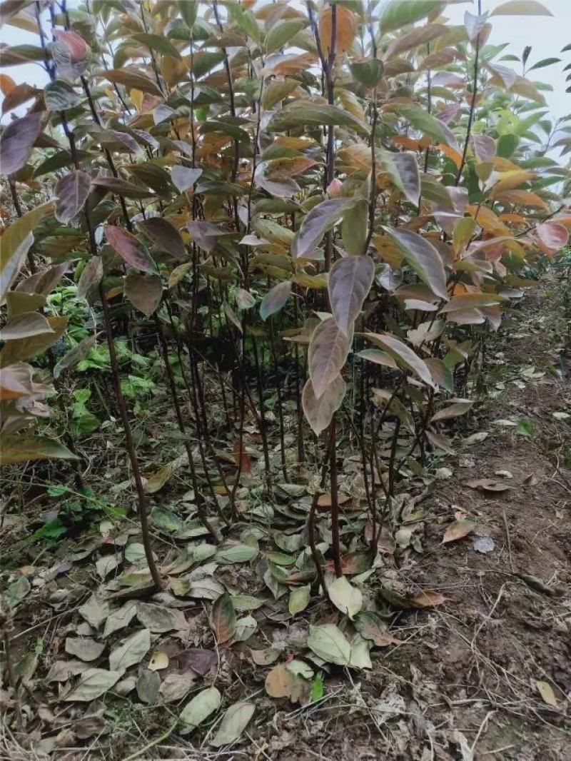 太秋柿子树苗脆甜软柿日本品种柿子苗产地直发