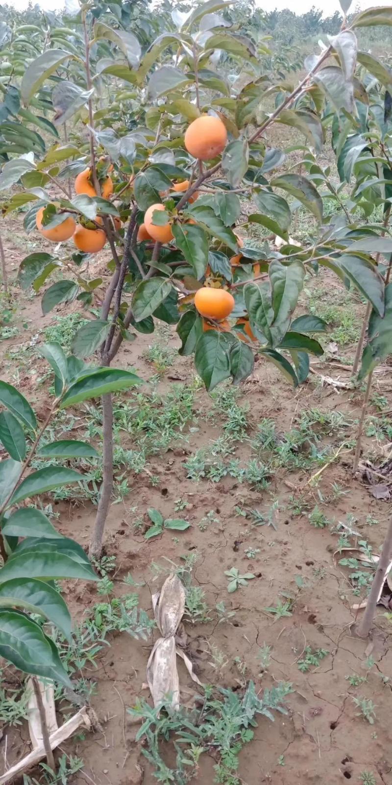 太秋柿子树苗脆甜软柿日本品种柿子苗产地直发