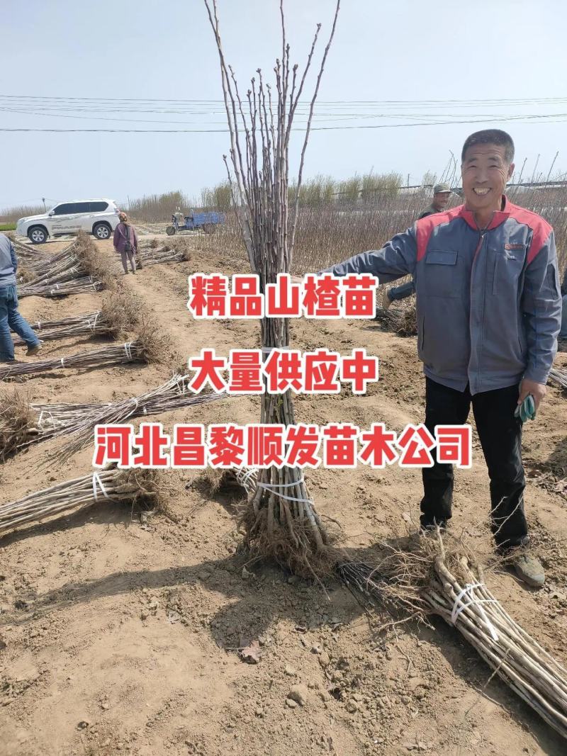 大金星山楂苗大五棱山楂树苗黄山优质品种