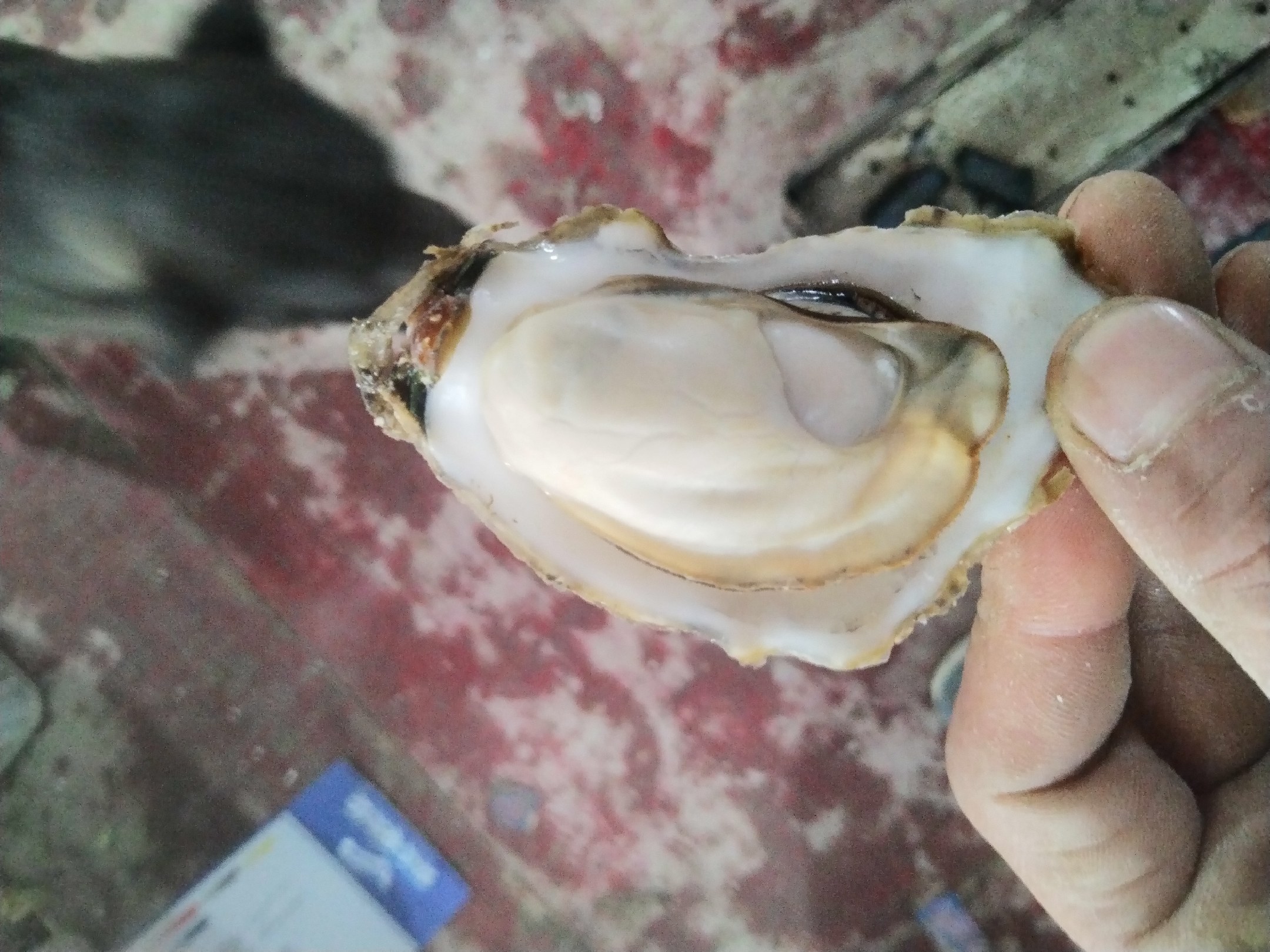 生蚝特写展示其肉质和营养元素 生蚝特写展示其肉质和营养元素