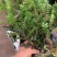 清香木精品红芽清香木树袋苗现货低价