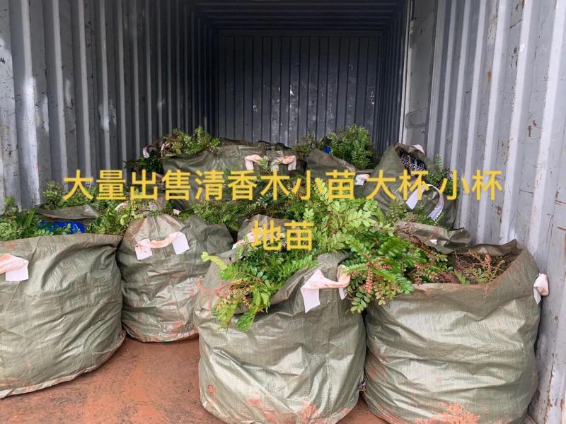 清香木精品红芽清香木树袋苗现货低价