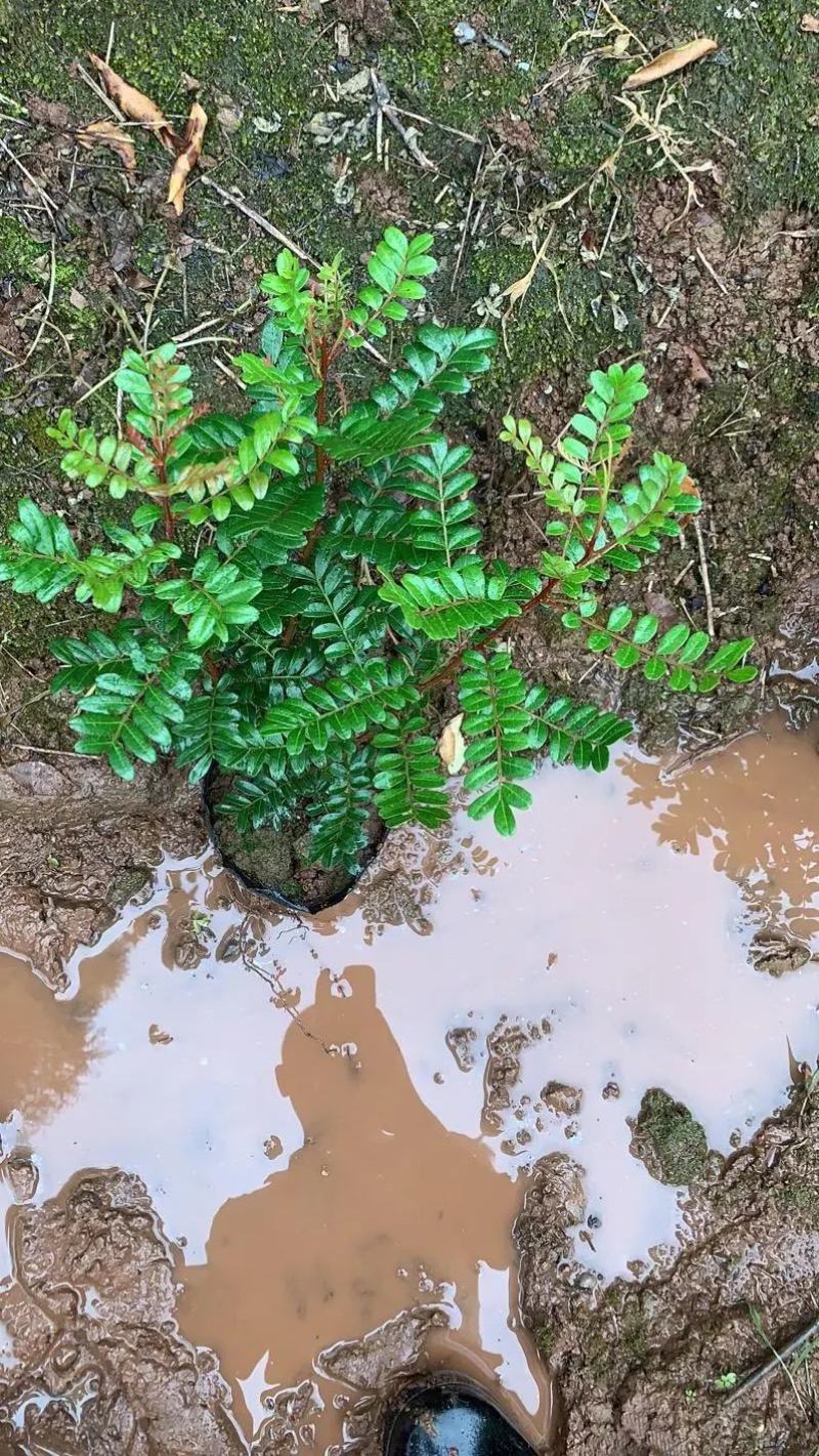 清香木精品红芽清香木树袋苗现货低价