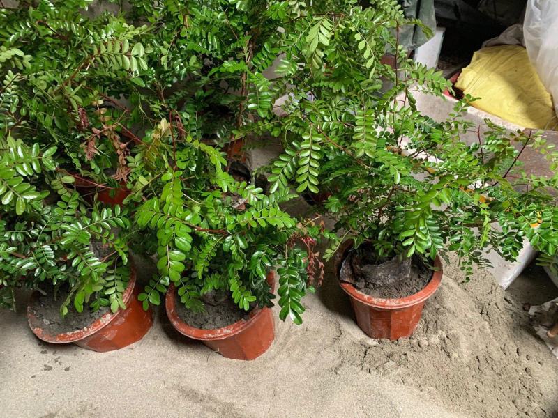 清香木精品红芽清香木树袋苗现货低价