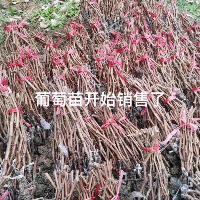 葡萄苗阳光玫瑰葡萄苗蓝宝石品质保证大量现货