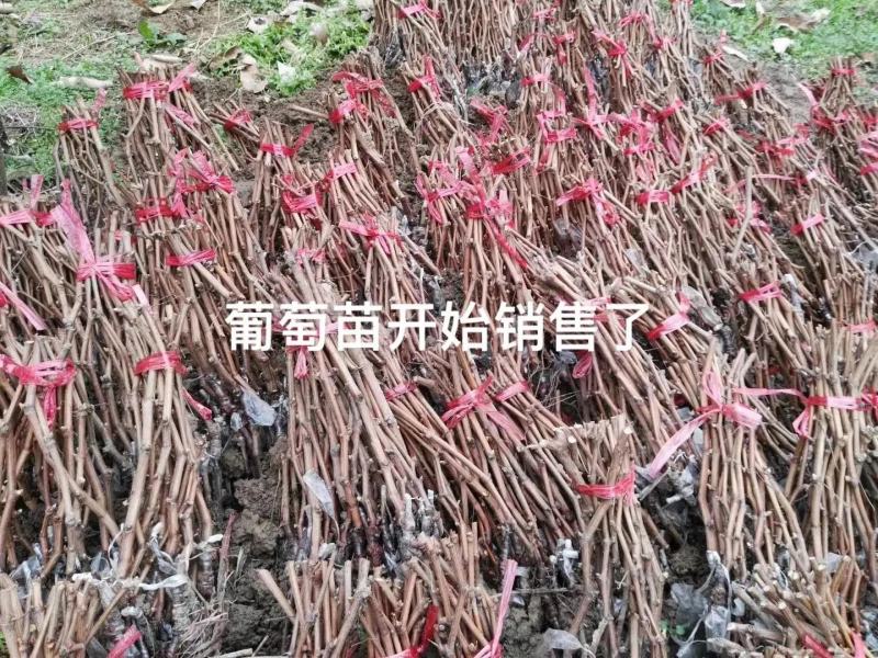 葡萄苗阳光玫瑰葡萄苗蓝宝石品质保证大量现货