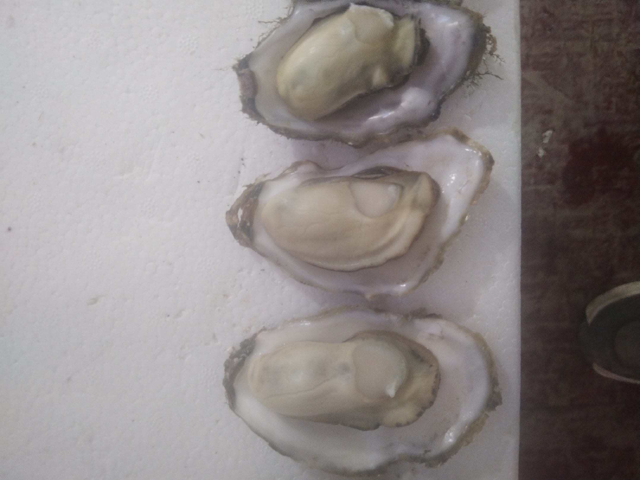 河蚌和生蚝对比图