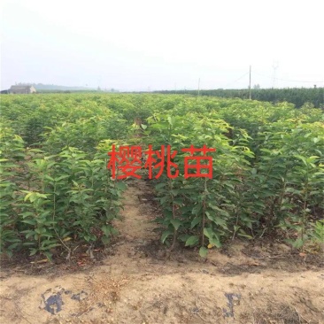 樱桃苗大量批发出售低价品种纯正批发