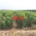 樱桃苗大量批发出售低价品种纯正批发