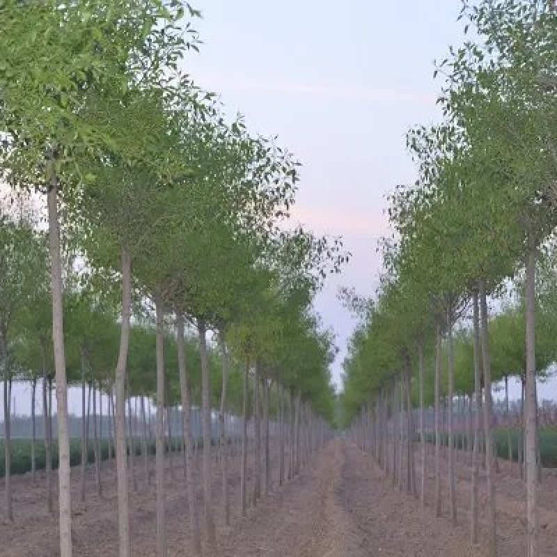 丝棉木苗现挖现卖基地直发低价规格齐全