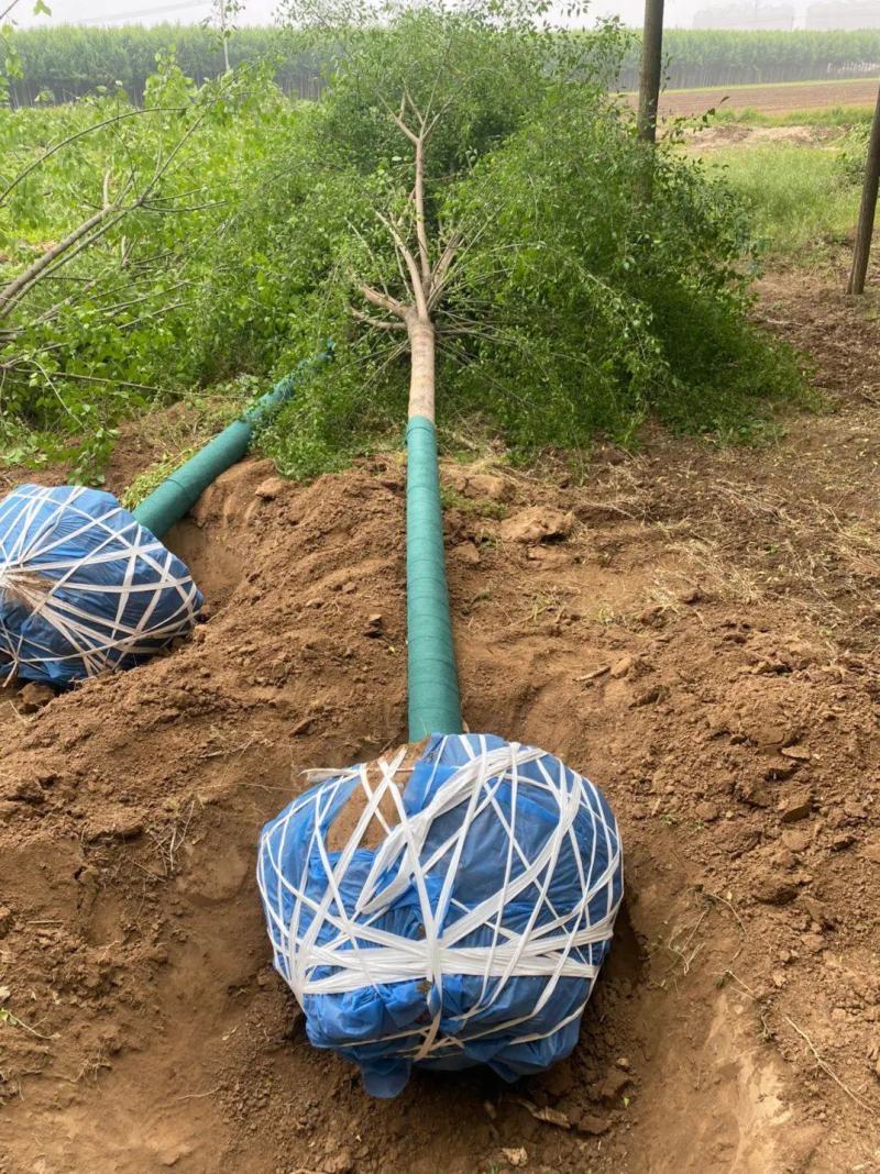 丝棉木苗现挖现卖基地直发低价规格齐全
