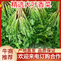 新鲜大叶香菜黑绿根粗25~30厘米山西运城