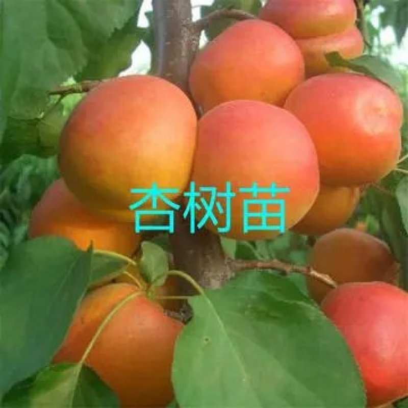 杏树苗嫁接苗现挖现卖苗木基地直发品种纯正