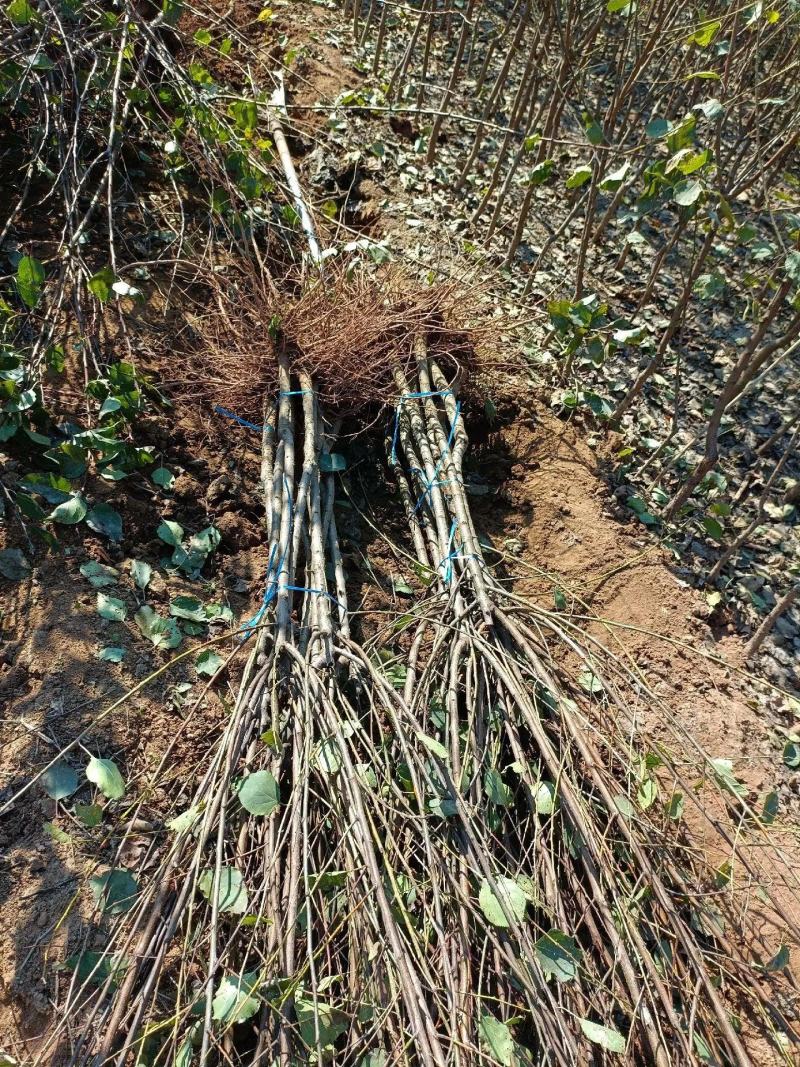杏树苗嫁接苗现挖现卖苗木基地直发品种纯正